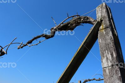 Vineyard Scenery