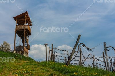 Vineyard Scenery