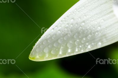 Water drops on white petals