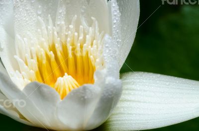 White lotus flower