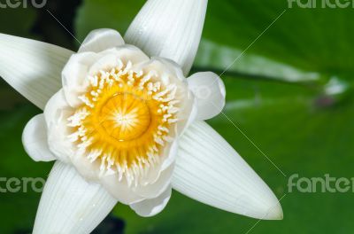 White lotus flower