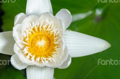 White lotus flower