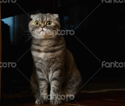 Scottish Fold cat.