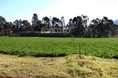 Alfalfa or Lucerne Field Under Irrigation