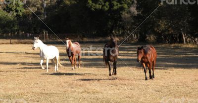 Four Horses Running