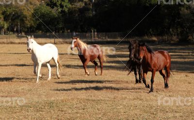 Four Horses Running