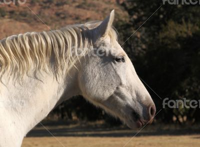 Head Shot of Large White Horse Head