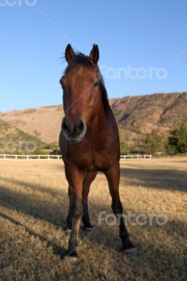 Curious Large Brown Colt Horse