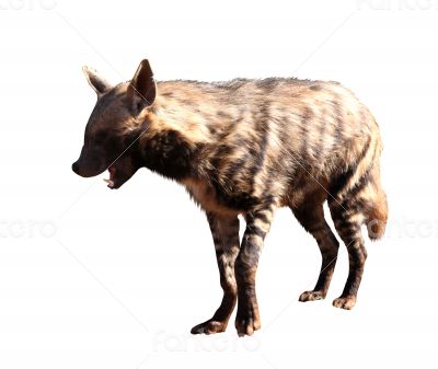 Portrait Isolated Picture of Spotted Hyena with Open Mouth