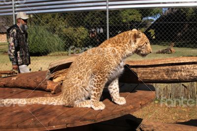 Absolutely Unique Strawberry Leopard