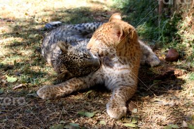 Absolutely Unique Strawberry Leopard