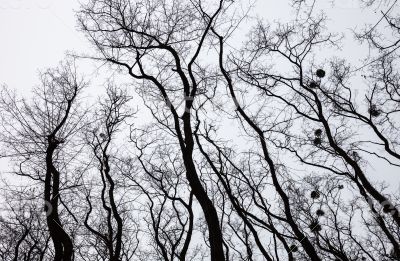 Silhouettes of bare trees with mistletoes