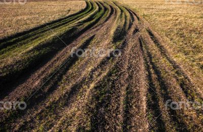 Countryside road overgrown with grass