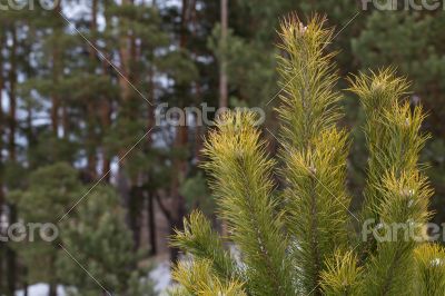 The top of a pine tree.