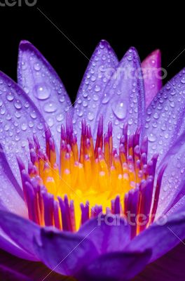 Macro yellow carpel of purple Lotus flower