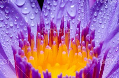 Macro yellow carpel of purple Lotus flower