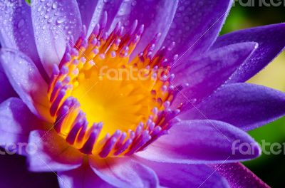 Beautiful purple Lotus flower