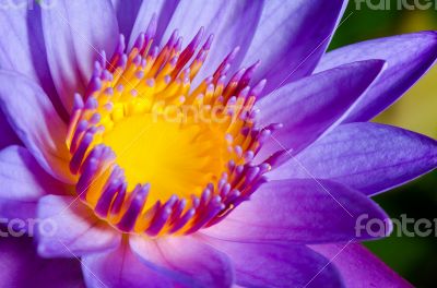 Colorful of purple Lotus