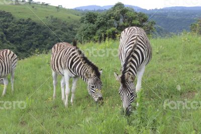 Zebras Grazing (1)