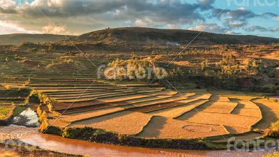 Malagasy rice fields
