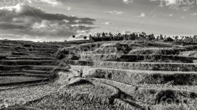 Rice fields on the hills