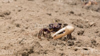 Fiddler crab in the sand
