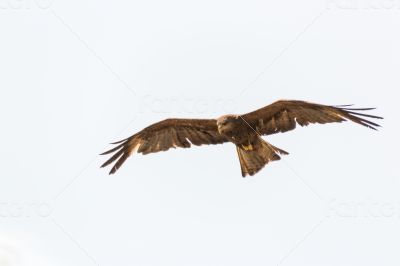 Amora in flight