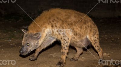 pregnant wild hyena