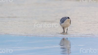 Seagull at the beach