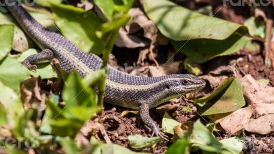 Lizard hiding in the garden