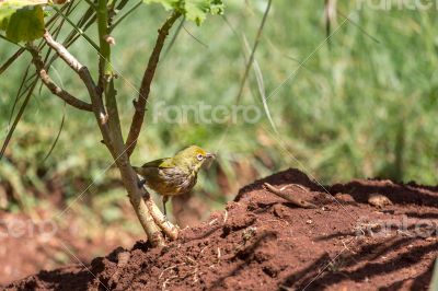 Yellow robin
