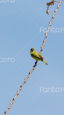 A yellow Robin on a tree