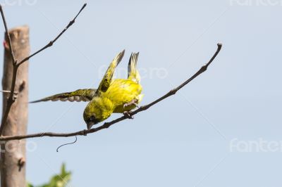 A yellow Robin on a tree