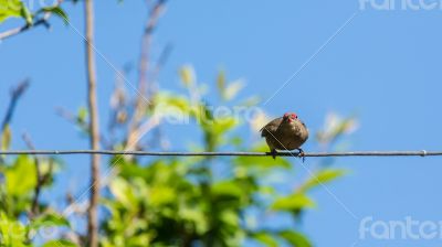 Bird on a wire