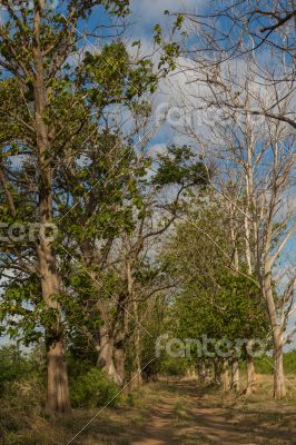 Giant trees in the field