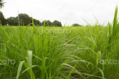 Elephant Grass