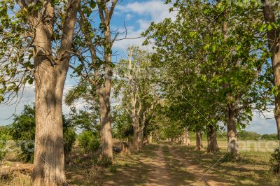 Giant trees in the field