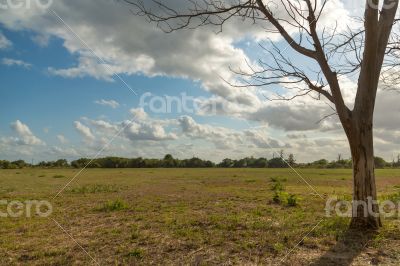Tree in the meadow