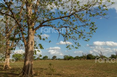 Trees in the meadow