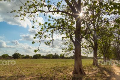 Trees in the meadow