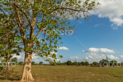 Trees in the meadow