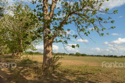 Trees in the meadow