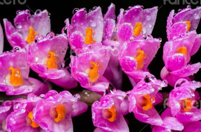 Pink Toothbrush Orchid flower