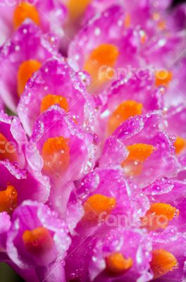 Pink Toothbrush Orchid flower