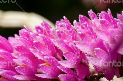 Pink Toothbrush Orchid flower