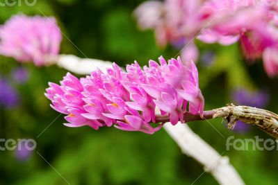 Pink Toothbrush Orchid flower