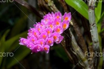 Pink Toothbrush Orchid flower