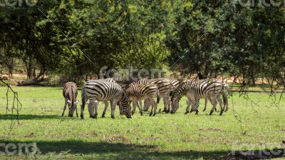 Zebras grazing