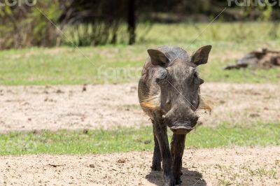 African warthog