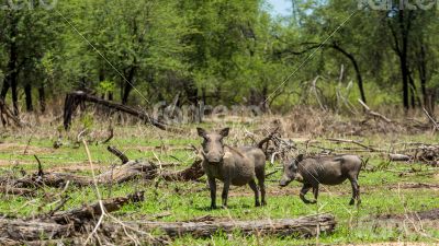 African warthog